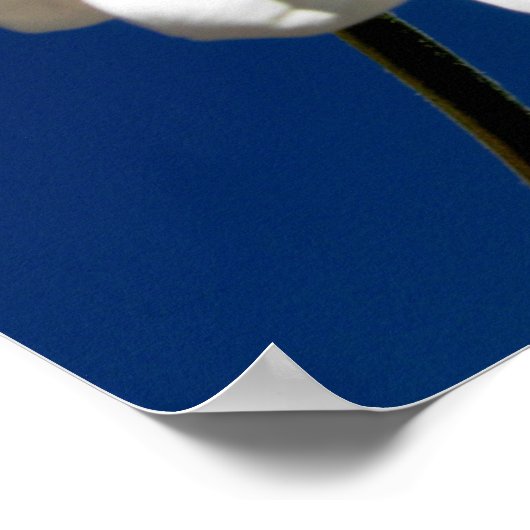 Poster du carré Daisy (Coin)