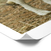 Poster du Centre Wolf (Coin)