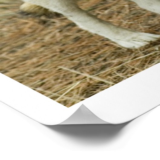 Poster du Centre Wolf (Coin)