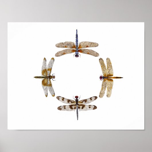 Poster du Cercle des libellules III (Devant)