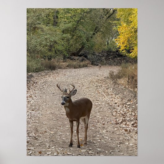 Poster du cerf sur le sentier (Devant)