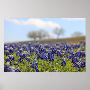 Poster du champ de Bluebonnets