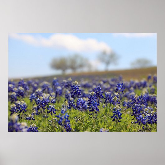 Poster du champ de Bluebonnets (Devant)