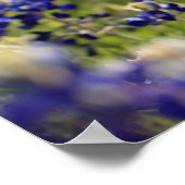 Poster du champ de Bluebonnets (Coin)