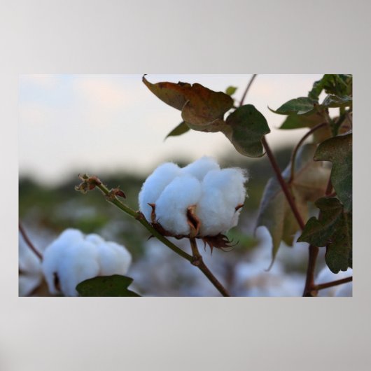 Poster du champ de coton (Devant)