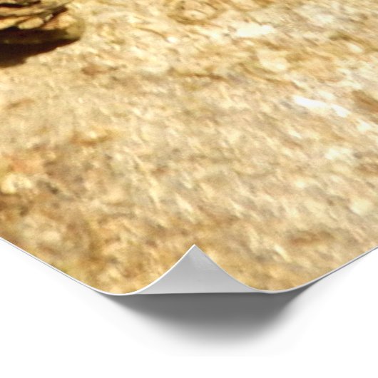 Poster du champignon Chaga (Coin)