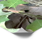 Poster du champignon d'arbre (Coin)