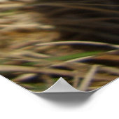 Poster du champignon Inkcap (Coin)