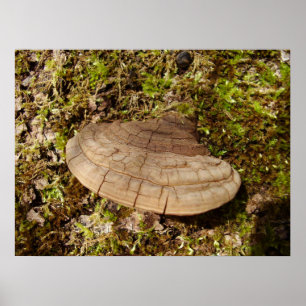 Poster du champignon Phellinus igniarius