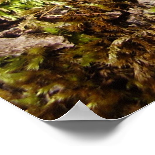 Poster du champignon Phellinus igniarius (Coin)