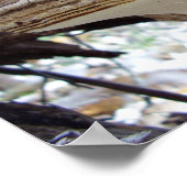 Poster du champignon Phellinus igniarius (Coin)