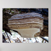 Poster du champignon Phellinus igniarius (Devant)