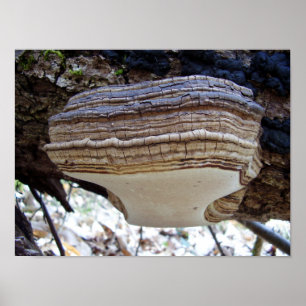 Poster du champignon Phellinus igniarius