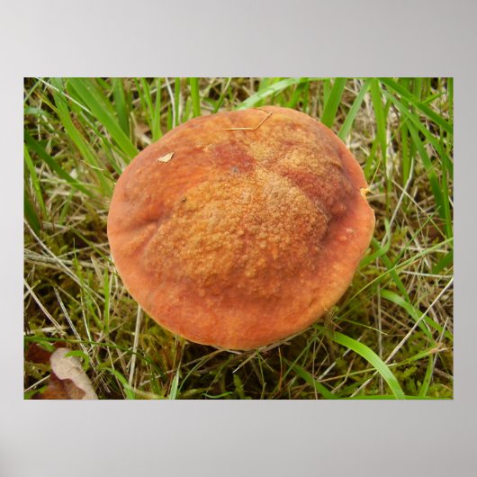 Poster du champignon Ruby Bolete (Devant)