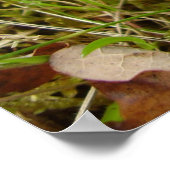 Poster du champignon Ruby Bolete (Coin)