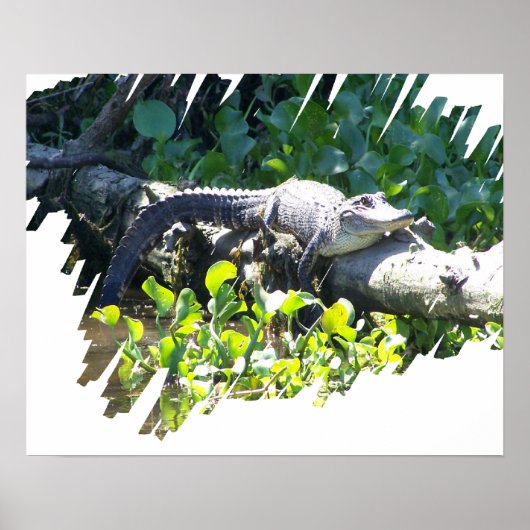 Poster du chasseur du marais de Louisiane (Devant)