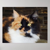 Poster du chat Calico (Devant)