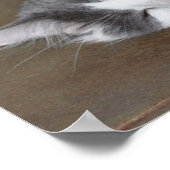 Poster du chat coon principal dormant (Coin)