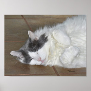 Poster du chat coon principal dormant