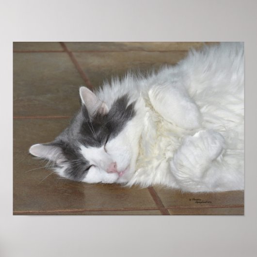 Poster du chat coon principal dormant (Devant)