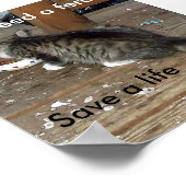 Poster du chaton ferial "Nourrir une fête, sauver (Coin)