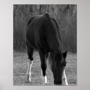 Poster du cheval