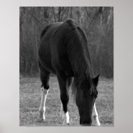 Poster du cheval (Devant)