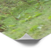 Poster du Cheval Blanc et timide (Coin)