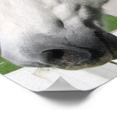 Poster du Cheval Blanc Imprimer (Coin)
