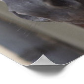 Poster du cheval Friesen Thoroughbred (Coin)