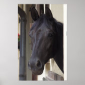 Poster du cheval Friesen Thoroughbred (Devant)