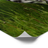 Poster du Cheval Leopard Appaloosa (Coin)