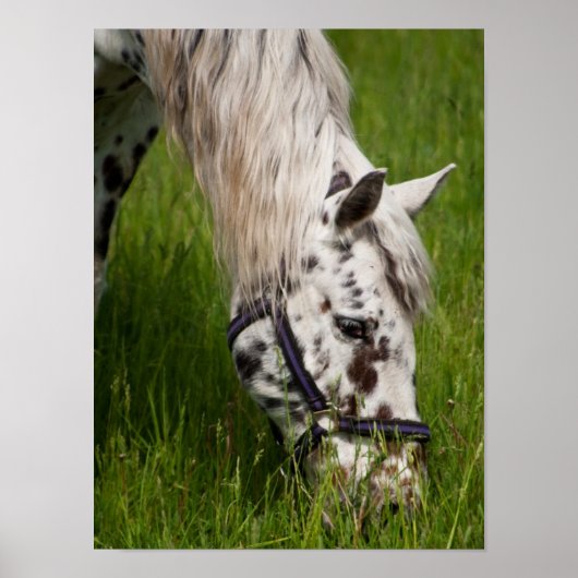 Poster du Cheval Leopard Appaloosa (Devant)