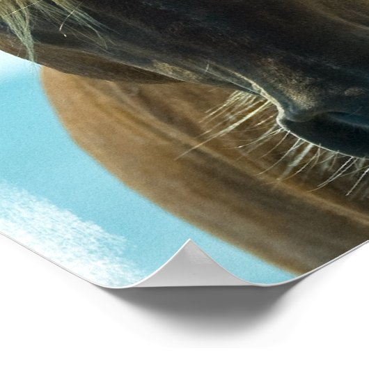 Poster du Cheval Mustang Imprimer (Coin)