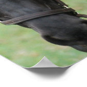 Poster du Cheval Noir (Coin)