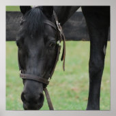 Poster du Cheval Noir (Devant)