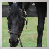 Poster du Cheval Noir