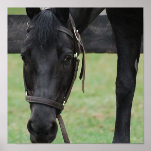 Poster du Cheval Noir (Devant)