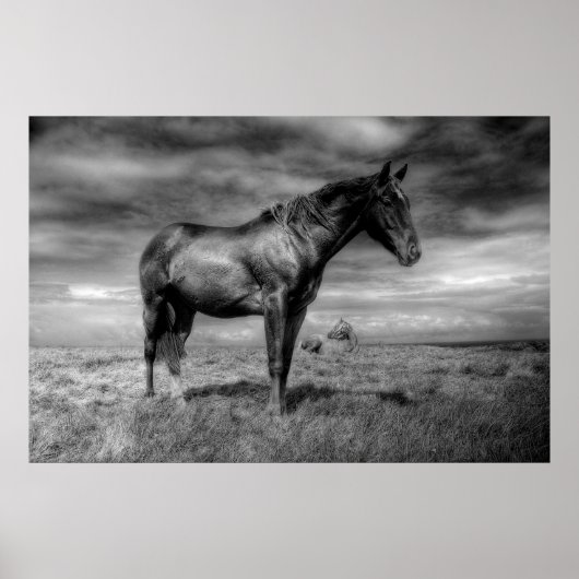 Poster du Cheval Noir (Devant)