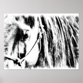 Poster du cheval - noir et blanc (Devant)