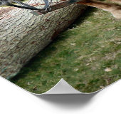 Poster du Cheval Shire (Coin)