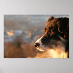 Poster du chien Collie Bordure