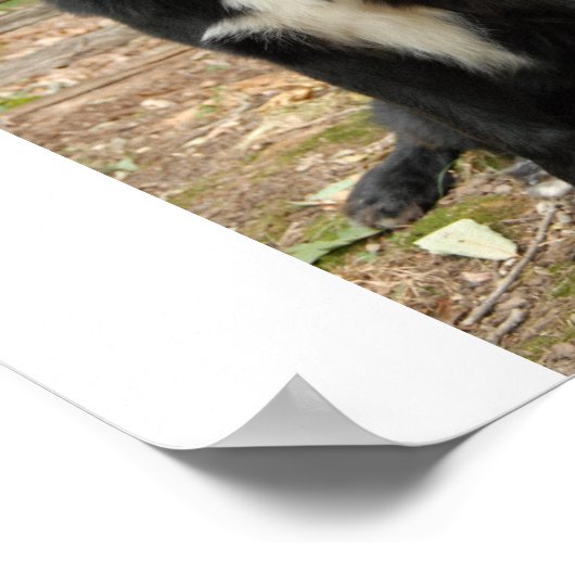 Poster du chien de Terre-Neuve (Coin)