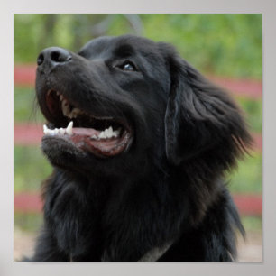 Poster du chien de Terre-Neuve