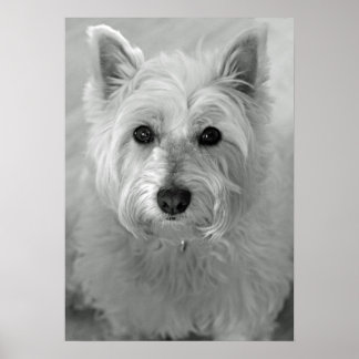 Poster du chien de Terrier (Westie) de l'Ouest des