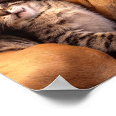 Poster du chien et du chaton (Coin)