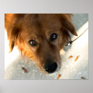 Poster du chien mignon (Golden Retriever)