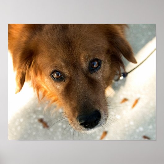 Poster du chien mignon (Golden Retriever) (Devant)