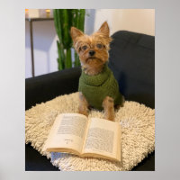 Poster du chien Yorkshire Terrier