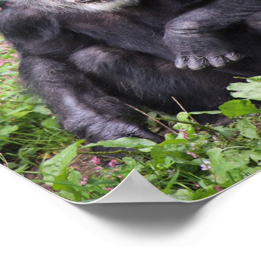 Poster du chimpanzé (Coin)